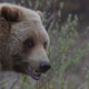 Illustration for article titled Grizzly Bears’ Future May Hinge on This Court Decisionem/em